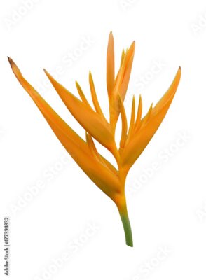 Papier peint  Tropical Strelitzia Reginae ou closeup fleur oiseau de paradis isolé sur fond blanc avec un tracé de détourage