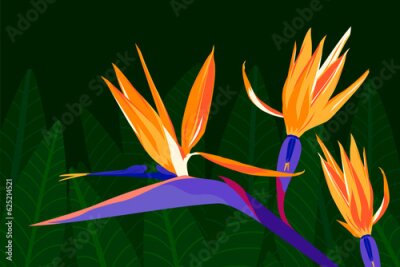 Papier peint   Tropical, summer exotic flowers and leaves, dark night jungle vector illustration. Bird of paradise, orange,yellow and  purple color Strelitzia floral wallpaper, poster, banner