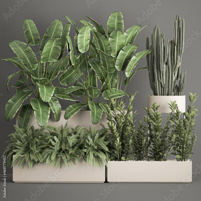 Papier peint  tropical thickets and bushes Strelitzia in a flowerpot on a white background