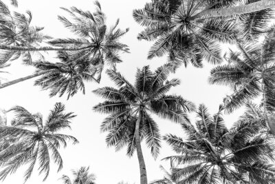 Papier peint  Tropical trees background concept. Beautiful exotic nature view, wonderful palm trees, looking up