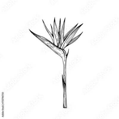 Papier peint  Tropical vector Bird of Paradise Flower illustration on isolated background. Beautiful botanical Strelitzia reginae hand painted linear exotic frangipani. For designe