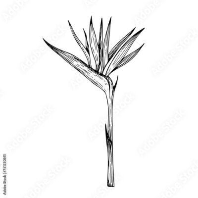 Papier peint  Tropical vector Bird of Paradise Flower illustration on isolated background. Beautiful botanical Strelitzia reginae hand painted linear exotic frangipani. For designers, spa decoration, postcards, wed