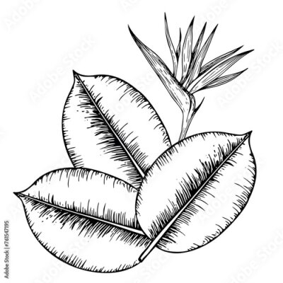 Papier peint  Tropical vector composition with Bird of Paradise or Strelitzia reginae flower and ficus leaves illustration on isolated background. Beautiful botanical hand painted exotic element. For 