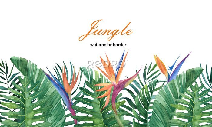 Papier peint  Tropical watercolor border of leaves and flowers of strelitzia on a white background for decor and design.