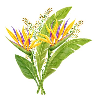 Papier peint  Tropical watercolor painting bouquet with strelitzia, paradise bird flowers, and palm leaves. Design bouquet element. Aloha Hawaii greeting.