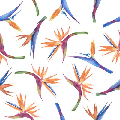 Papier peint  Tropical watercolor seamless pattern with exotic strelitzia flowers on a white background.