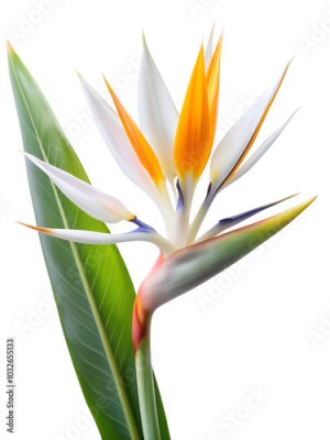 Papier peint  Tropical White Bird of Paradise Flower Isolated on White Transparent Background, PNG Element. Exotic Strelitzia Alba flower