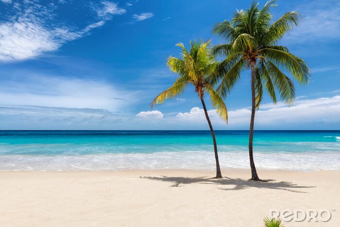 Papier peint  Tropical white sand beach with coco palms and the turquoise sea on Caribbean island.