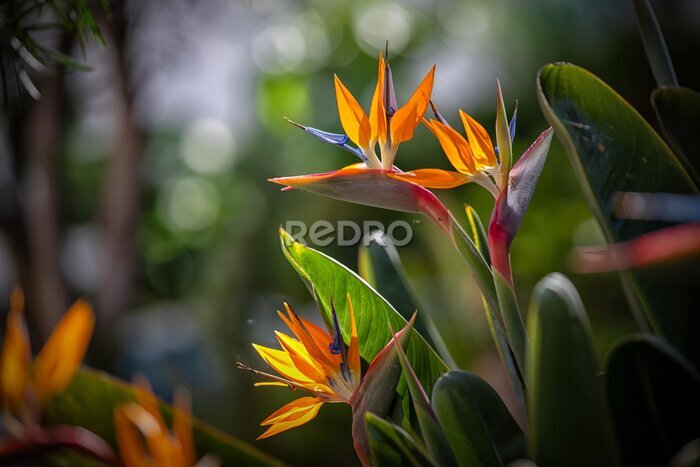 Papier peint  Tropikalne kwiaty Strelitzia Reginae