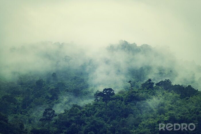 Papier peint  Tropiques avec brouillard