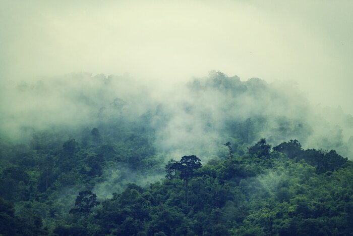 Papier peint  Tropiques avec brouillard