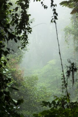Papier peint  Tropiques avec forêt tropicale