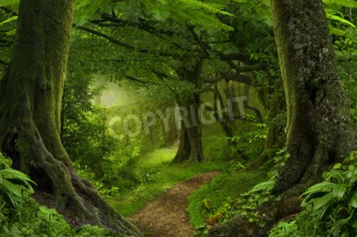 Papier peint  Tropiques denses en Asie