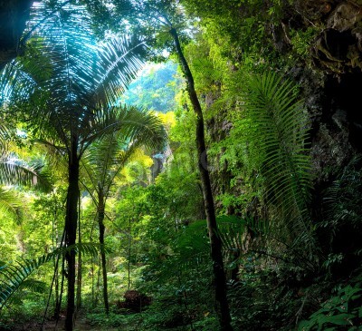 Papier peint  Tropiques et jungle verte
