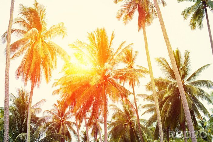 Papier peint  Tropiques et palmiers au soleil