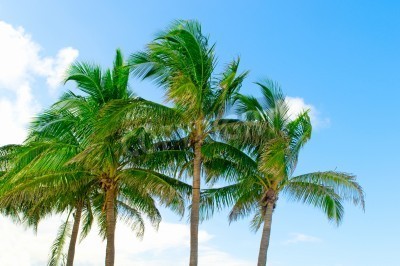 Papier peint  Tropiques et palmiers sur fond de ciel