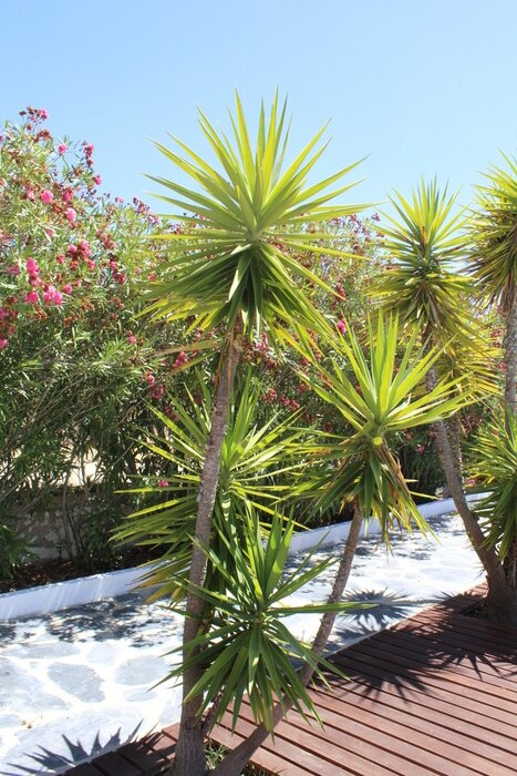 Papier peint  Tropiques et plantes
