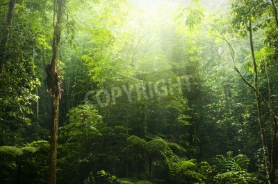 Papier peint  Tropiques et soleil