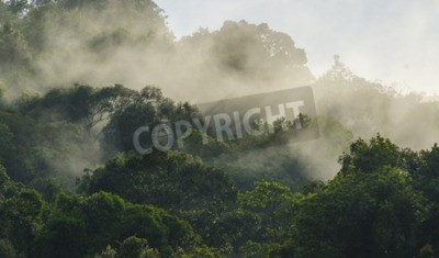 Papier peint  Tropiques humides
