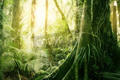 Papier peint  Tropiques le matin