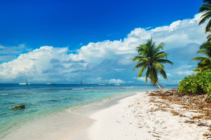 Papier peint  Tropiques sauvages