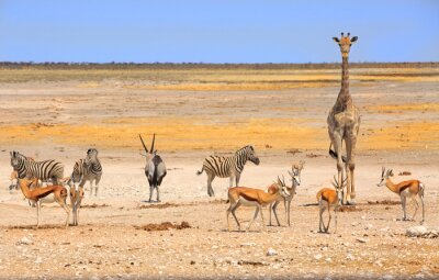 Papier peint  Trou d'eau vibrant avec girafe, oryx, zèbre et springbok à Etosha