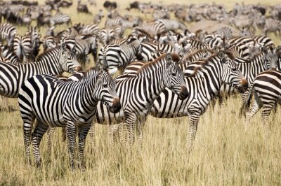 Papier peint  Troupeau d'animaux à Serengeti