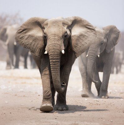 Troupeau d'éléphants en marche