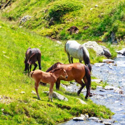 Troupeau de chevaux au bord d'un ruisseau de montagne