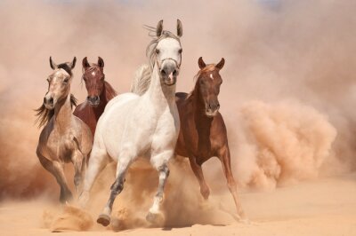 Troupeau de chevaux dans un nuage de poussière