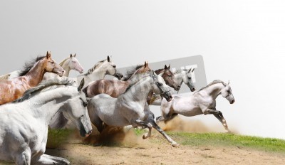 Papier peint  Troupeau de chevaux en course