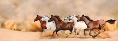 Troupeau de chevaux galopant dans la poussière