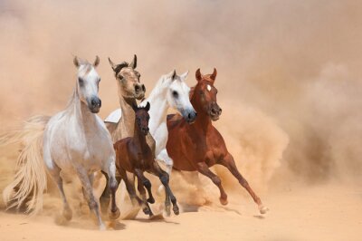 Troupeau de chevaux galopant dans le désert