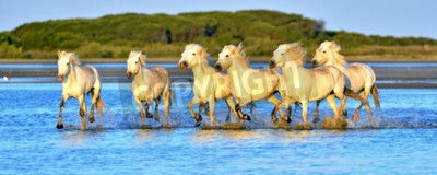 Papier peint  Troupeau de chevaux qui courent dans l'eau