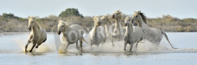 Papier peint  Troupeau de chevaux sauvages au galop