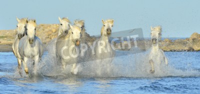 Papier peint  Troupeau de chevaux sauvages dans l'eau