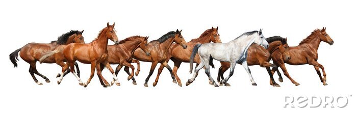 Papier peint  Troupeau de chevaux sur fond blanc