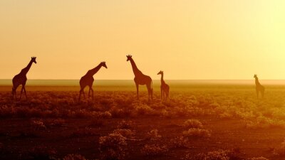 Troupeau de girafes au lever du soleil