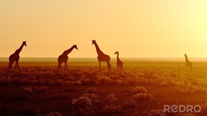 Papier peint  Troupeau de girafes au lever du soleil