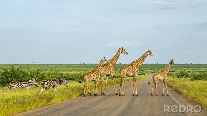 Papier peint  Troupeau de girafes sauvages et de zèbres traversant la route dans le parc national Kruger, en Afrique du Sud
