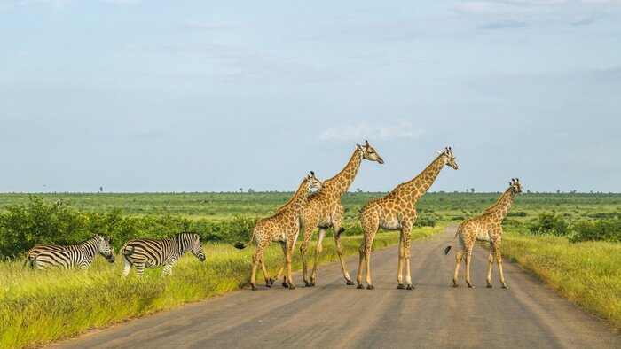 Papier peint  Troupeau de girafes sauvages et de zèbres traversant la route dans le parc national Kruger, en Afrique du Sud