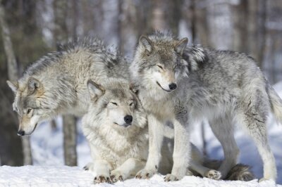 Papier peint  Troupeau de loups polaires