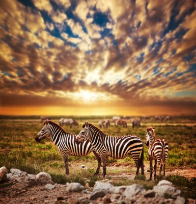 Troupeau de zèbres sur la savane africaine au coucher du soleil. Safari dans le Serengeti