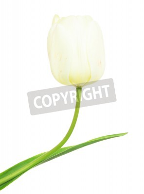 Papier peint  Tulipe blanche