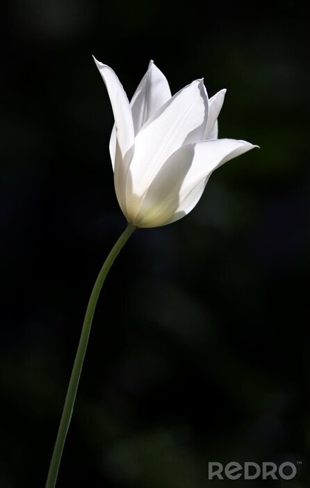 Papier peint  Tulipe blanche abstraite