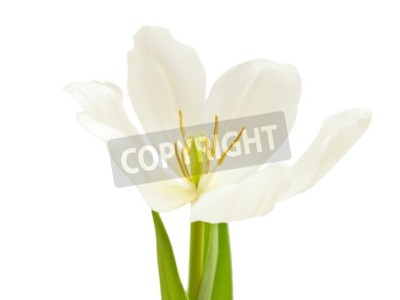 Papier peint  Tulipe blanche épanouie