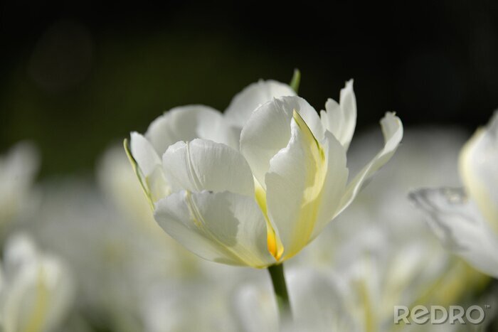 Papier peint  Tulipe blanche florissante