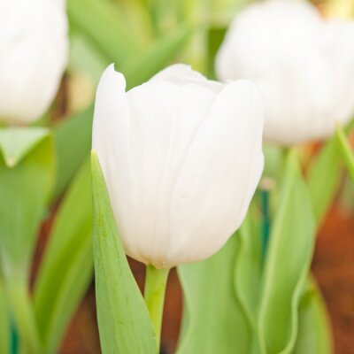 Papier peint  Tulipe blanche gros plan