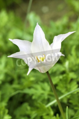 Papier peint  Tulipe blanche sur fond de verdure
