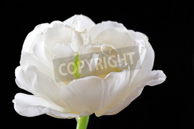 Papier peint  Tulipe blanche sur fond noir